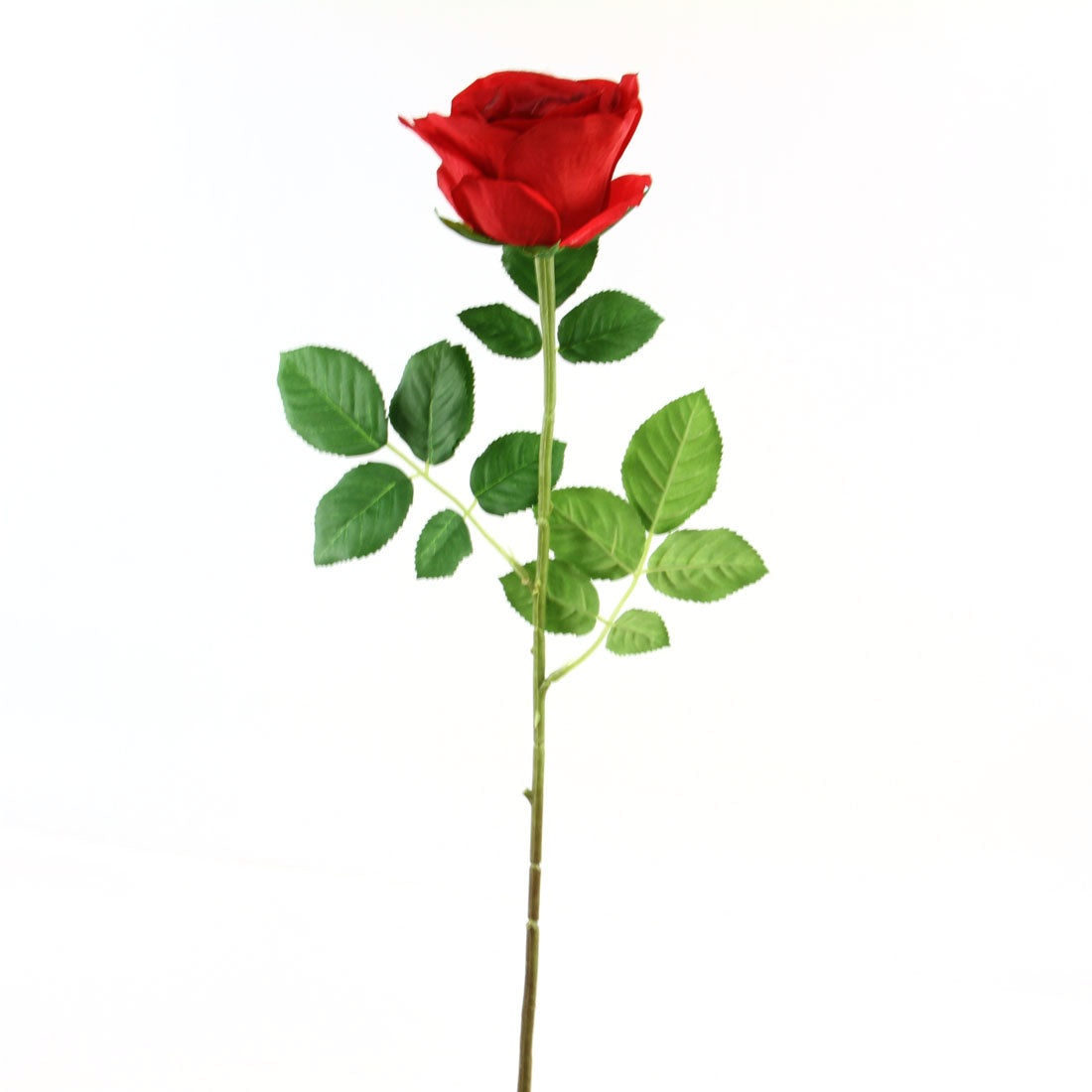 6.5"VICTORIA OPEN ROSE RED