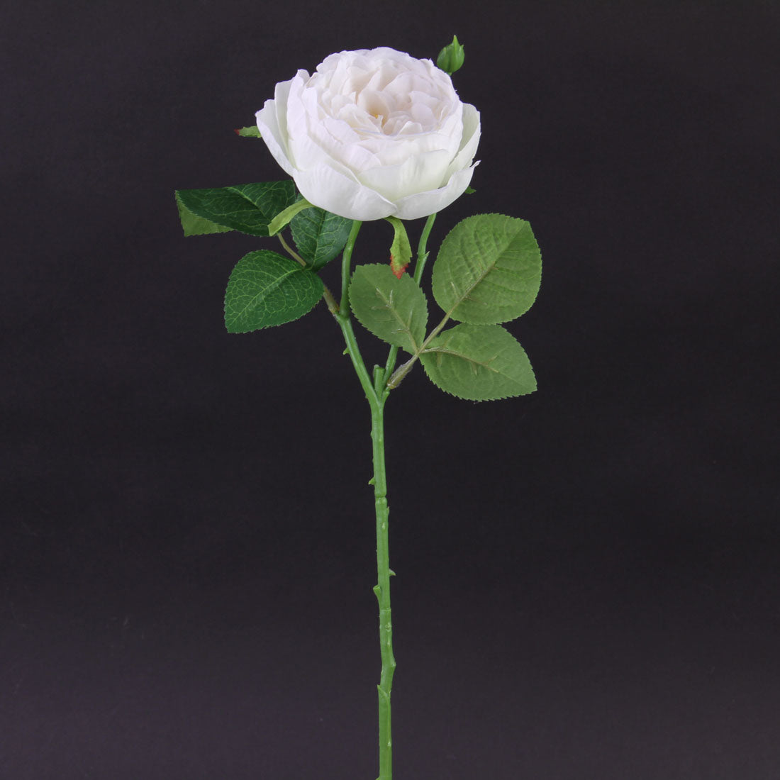 17.75"ENGLISH GARDEN ROSE