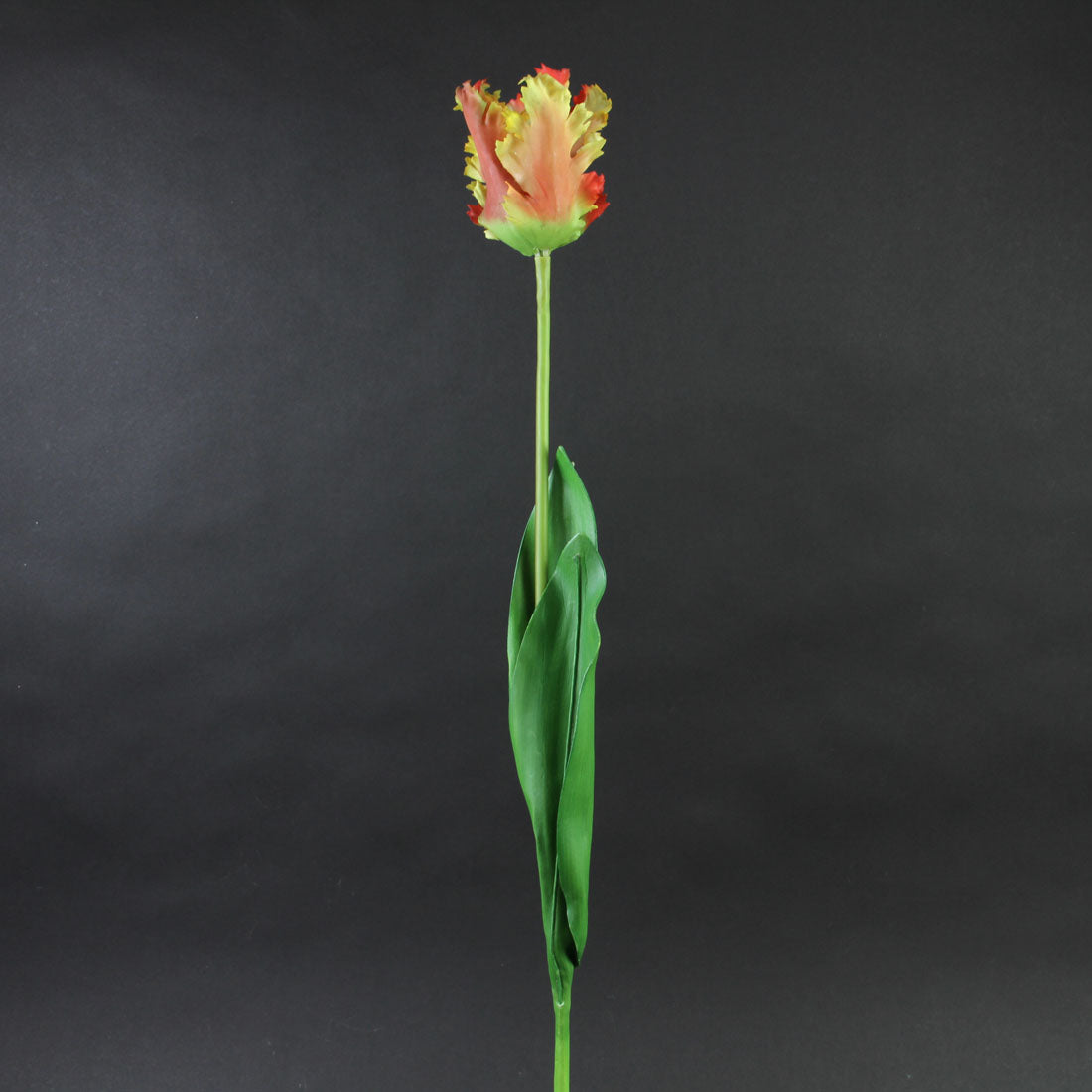30"PARROT TULIP SPR MULTI A4