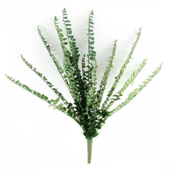 36" BOSTON FERN BUSH X19 A4