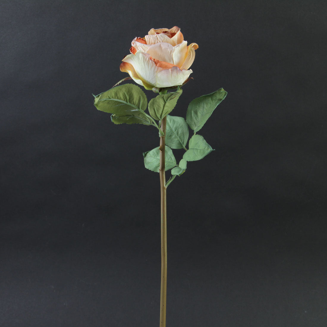 21"DRIED ROSE STEM CORAL