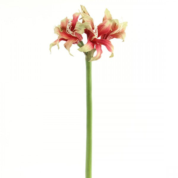 32" STAR AMARYLLIS A6