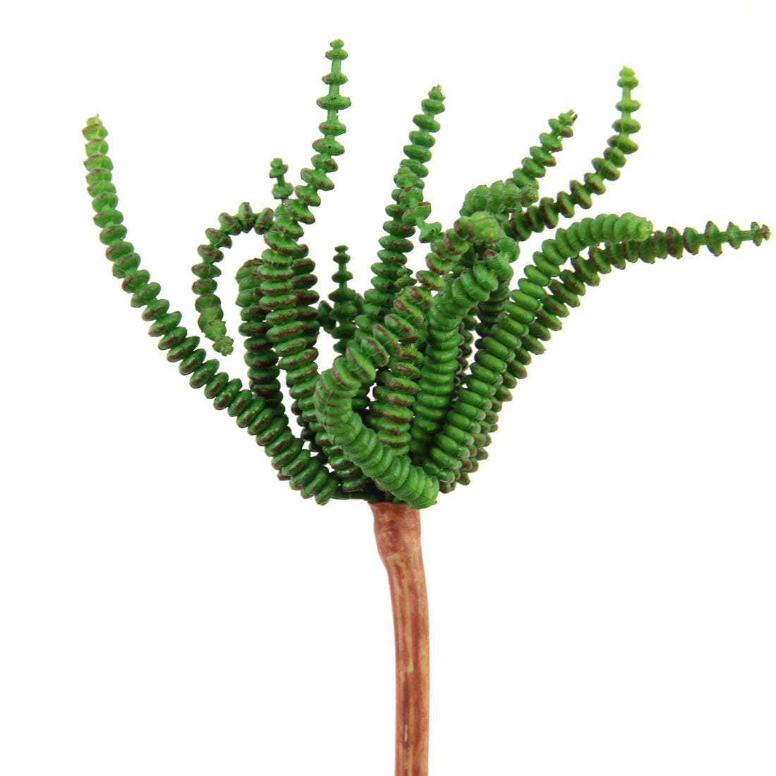 7"WORM SUCCULENT GREEN