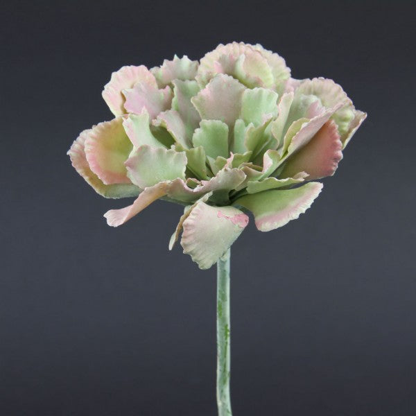 7.5"EICHORNIA SUCCULENT
