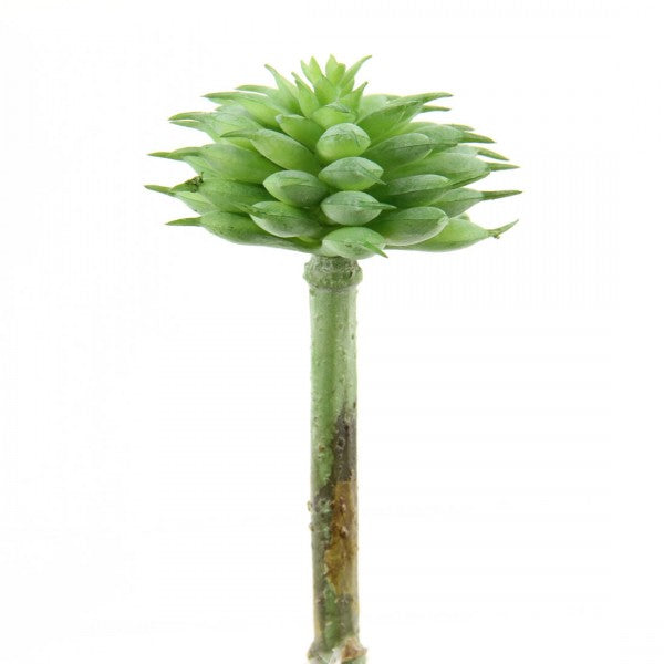 5"SM.SPINY SUCCULENT SAGE