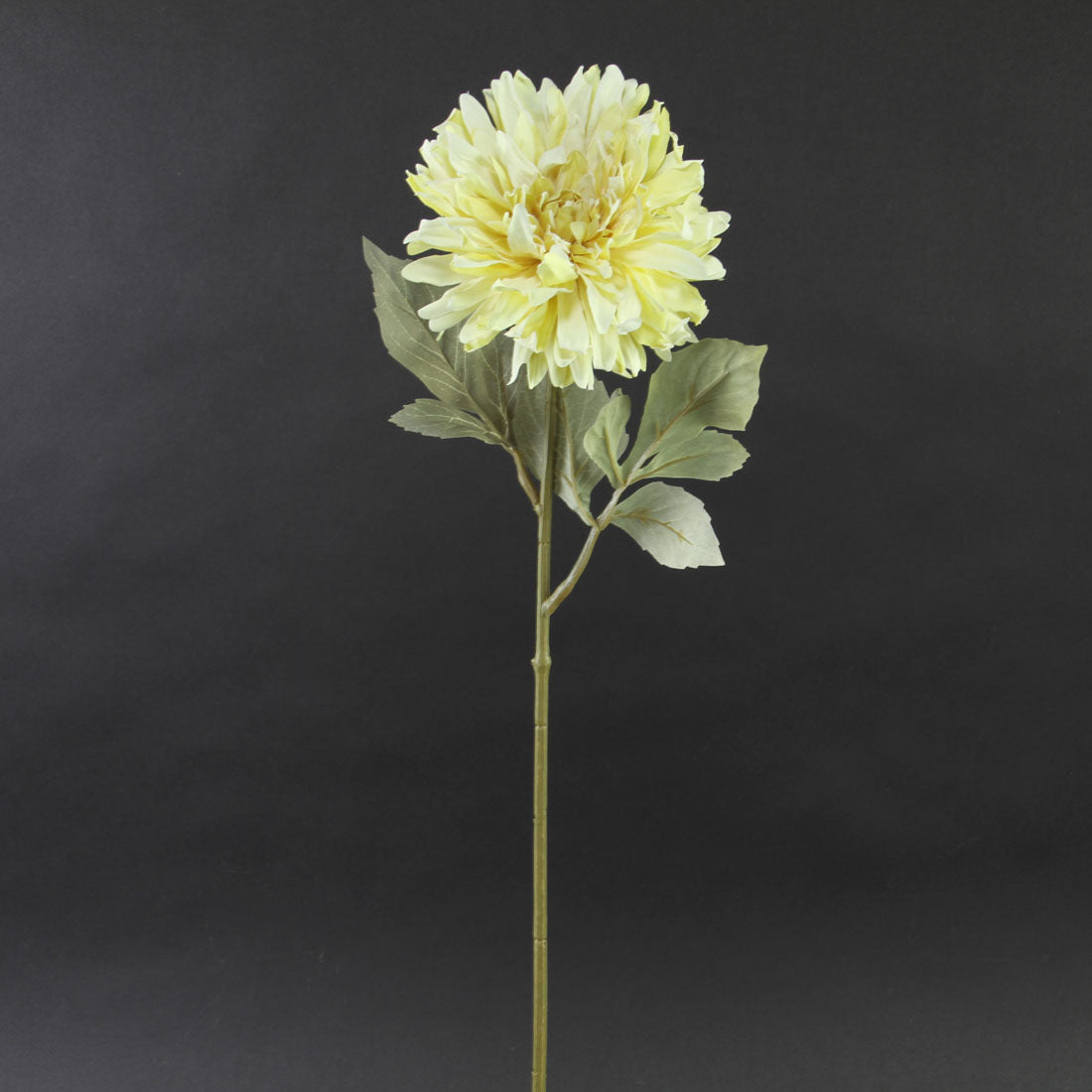 HOLLAND DRIED DAHLIA X1