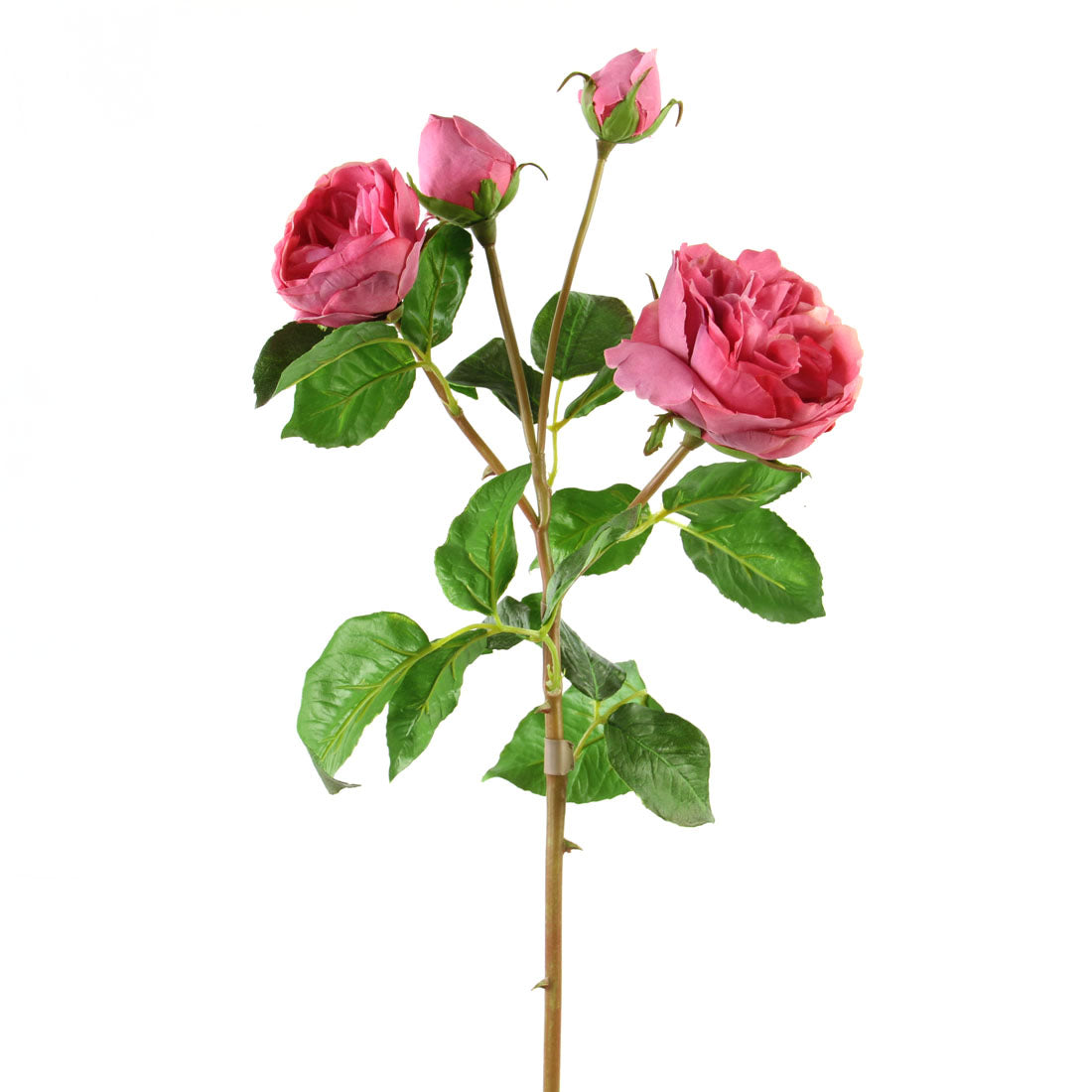23"ENGLISH CATHEDRAL ROSE