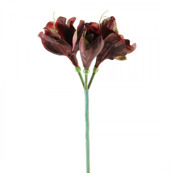27"SM.AMARYLLIS A4