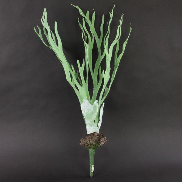 28"COASTAL CORAL FERN
