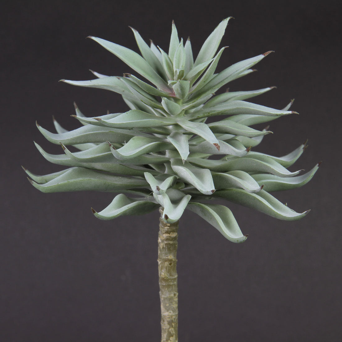 7"SUCCULENT PICK GRAY