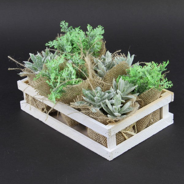 4"SUCCULENT/DUSTYMILLER 6/ST