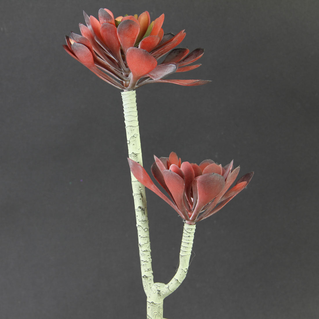 12.75"ECHEVERIA X2 RED A25
