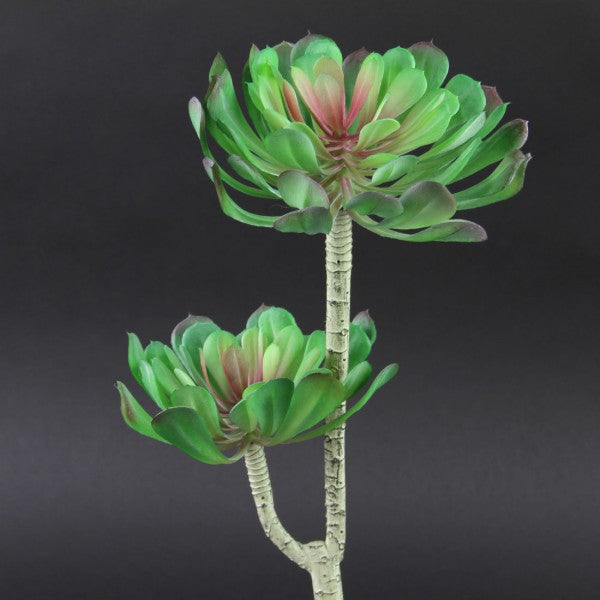 11.5"SUCCULENT X2 GRN/RED