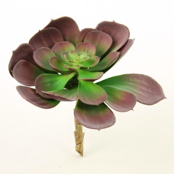 5"SUCCULENT BURGUNDY