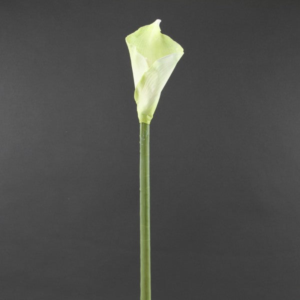 31"ALLA LILY PICK WH A4