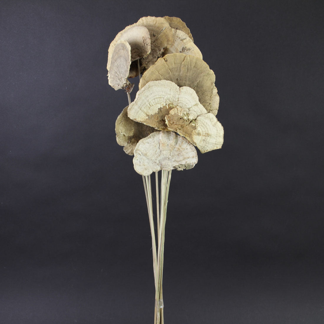 23.5"SPONGE MUSHROOM TWIG NAT