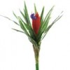 Tillandsia