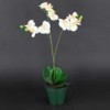Orchids