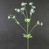 Moneywort