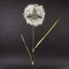 Dandelions