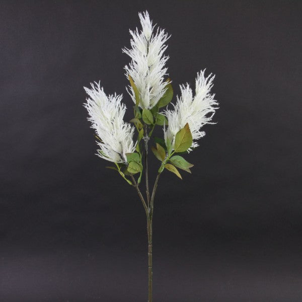 Celosia