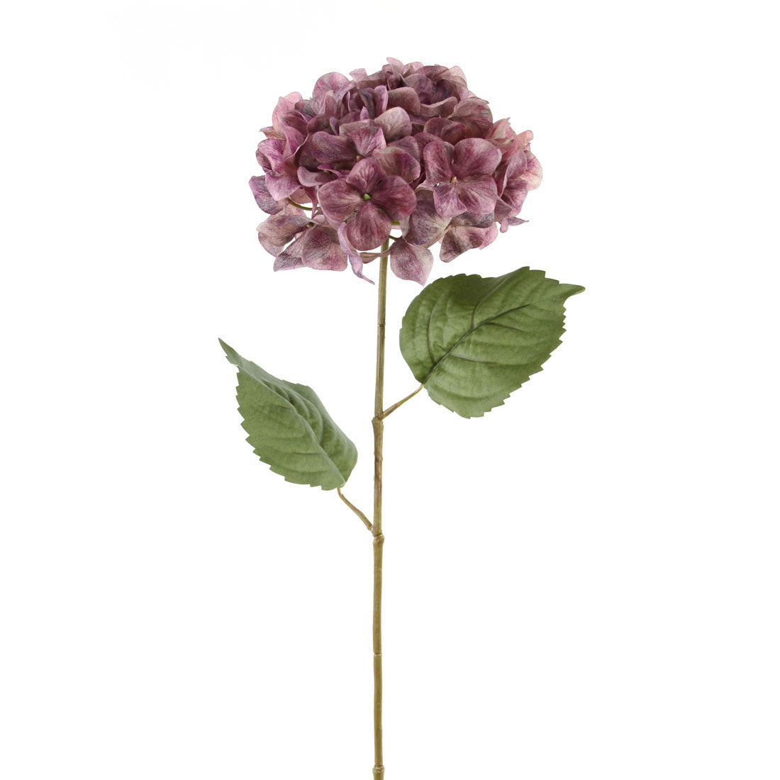 Hydrangeas