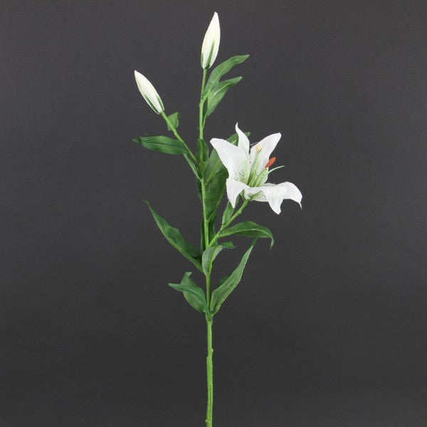 Lily
