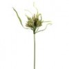 Cyperus