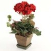 Geraniums