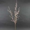 Star Flowers