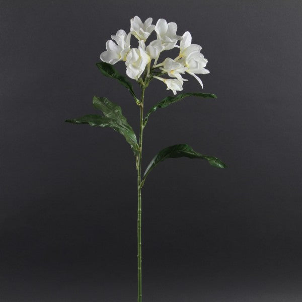 Plumeria
