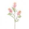Grevillea Banksii