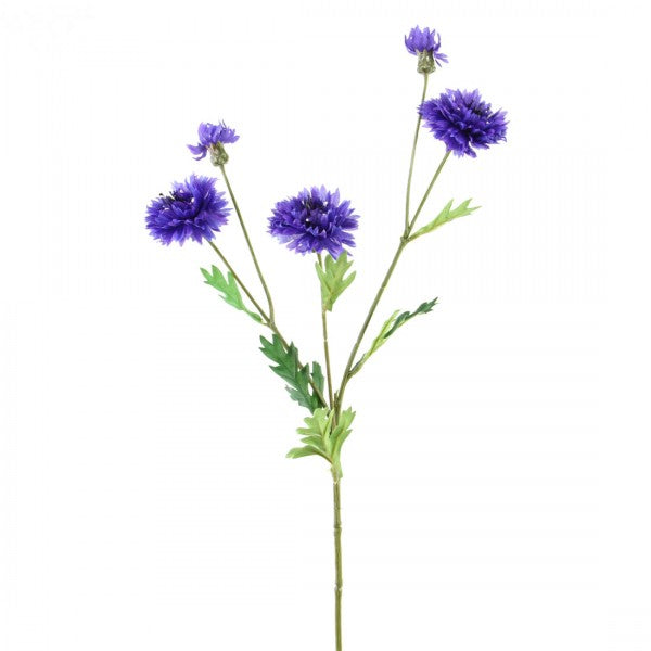 Cornflower