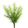 Rosemary