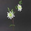 Passiflora