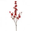 Plum Blossom