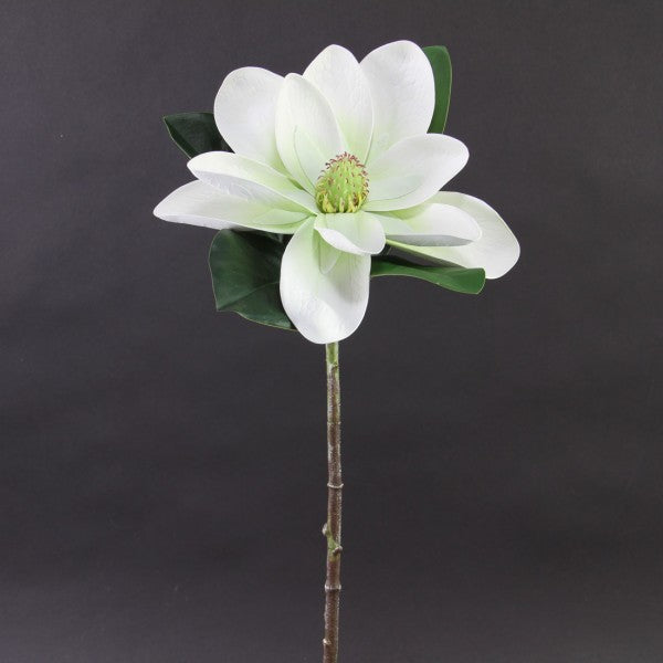 Magnolias