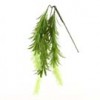 Podocarpus
