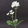 Primulas