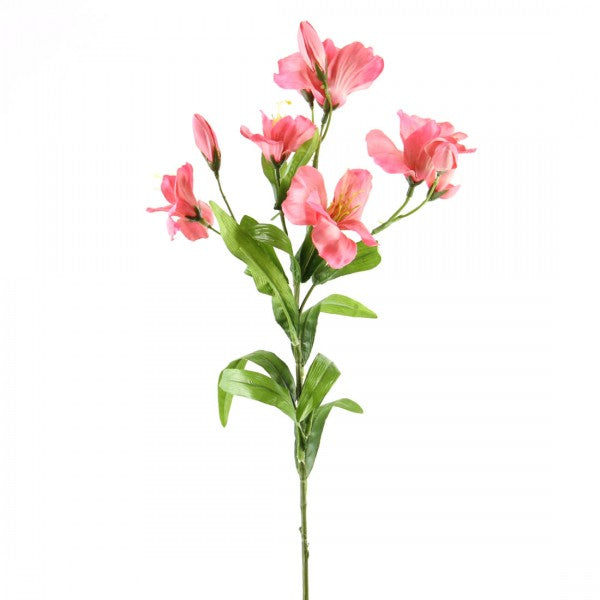 Alstroemeria