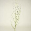 Glittered & Metallic Foliage
