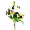 Pansy