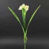 Narcissus