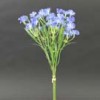 Dianthus