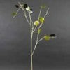 Lunaria