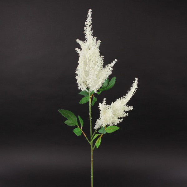Astilbe