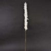 Foxtail