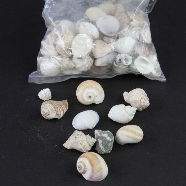 SHELLS 1LB MEDIUM MIX