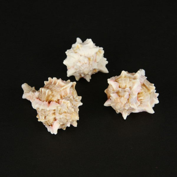 2-3" PINK MUREX 3/PKG
