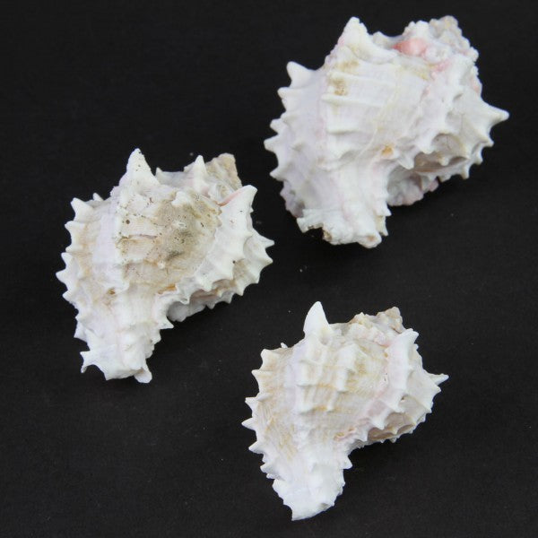 3-3.75"MUREX SHELL PINK 3/PKG